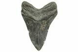 Fossil Megalodon Tooth - South Carolina #374704-2